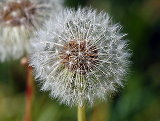 Image showing Dandelion (Taraxacum)