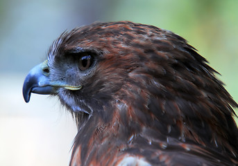 Image showing Goshawk (Accipiter gentilis)