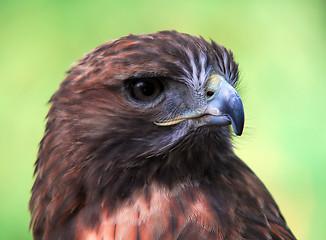 Image showing Goshawk (Accipiter gentilis)