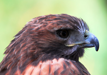 Image showing Goshawk (Accipiter gentilis)