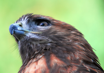 Image showing Goshawk (Accipiter gentilis)