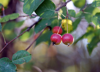 Image showing Wild Apples