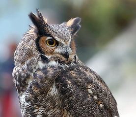 Image showing Spotted Eagle Owl (Bubo africanus)