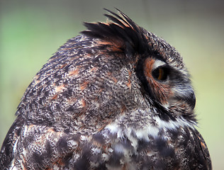 Image showing Spotted Eagle Owl (Bubo africanus)