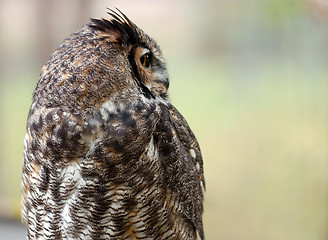 Image showing Spotted Eagle Owl (Bubo africanus)