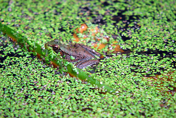 Image showing Frog in pond