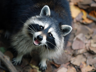 Image showing Raccoon (Procyon lotor)