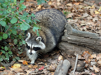 Image showing Raccoon (Procyon lotor)