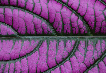 Image showing Purple leaf