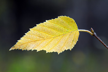 Image showing Yellow Leaf Macro