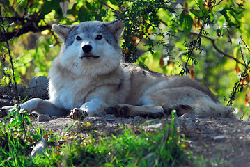 Image showing Gray wolf (Canis lupus)