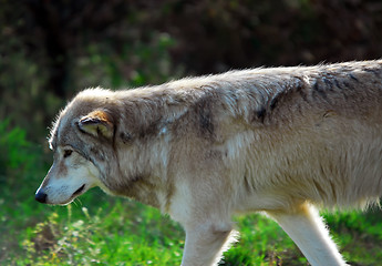 Image showing Gray wolf (Canis lupus)