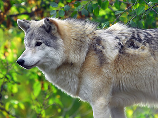 Image showing Gray wolf (Canis lupus)