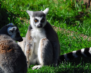 Image showing Ring-tailed Lemur (Lemur catta)