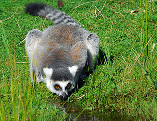 Image showing Ring-tailed Lemur (Lemur catta)