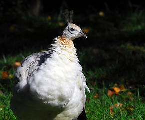 Image showing Indian Peafowl (Pavo cristatus)