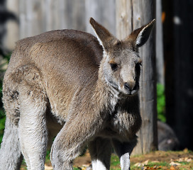 Image showing Eastern Grey Kangaroo (Macropus giganteus)