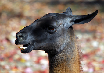Image showing  Llama