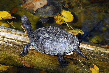 Image showing Painted Turtle (Chrysemys picta)
