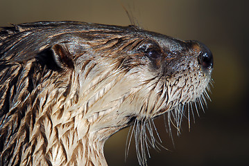 Image showing Northern River Otter (Lontra canadensis)