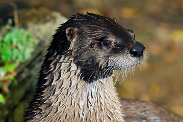 Image showing Northern River Otter (Lontra canadensis)