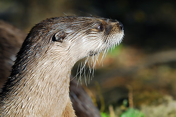 Image showing Northern River Otter (Lontra canadensis)