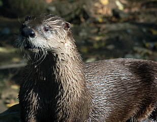 Image showing Northern River Otter (Lontra canadensis)