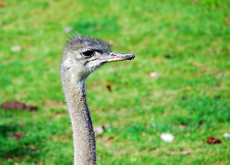 Image showing Ostrich