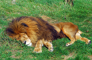 Image showing Lion