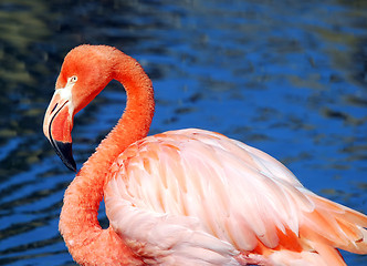 Image showing Pink Flamongo