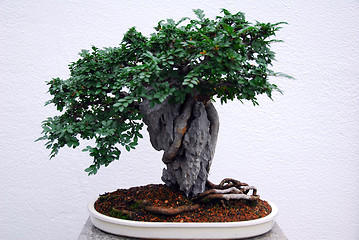 Image showing Bonsai