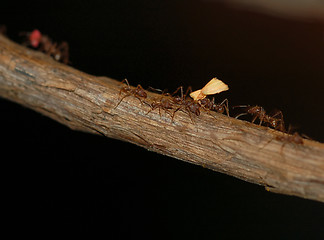 Image showing Ants