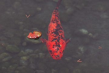 Image showing Koi fish