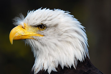 Image showing American Bald Eagle (Haliaeetus leucocephalus)