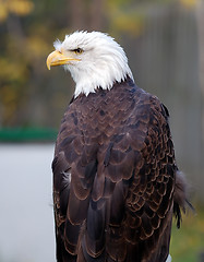 Image showing American Bald Eagle (Haliaeetus leucocephalus)