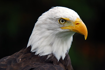Image showing American Bald Eagle (Haliaeetus leucocephalus)