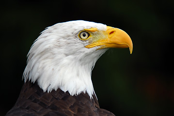 Image showing American Bald Eagle (Haliaeetus leucocephalus)