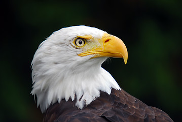 Image showing American Bald Eagle (Haliaeetus leucocephalus)