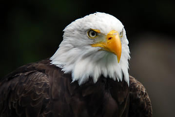 Image showing American Bald Eagle (Haliaeetus leucocephalus)