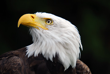 Image showing American Bald Eagle (Haliaeetus leucocephalus)