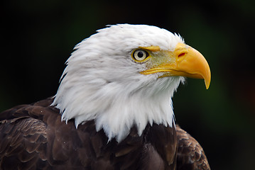 Image showing American Bald Eagle (Haliaeetus leucocephalus)