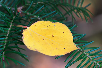 Image showing Autumn Leaf