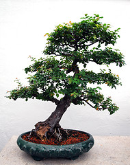 Image showing Bonsai