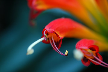 Image showing Flower Stamens