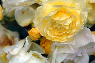 Image showing Roses and water