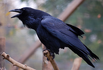 Image showing Common Raven (Corvus corax)