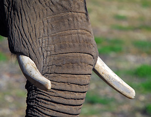 Image showing Elephants (Elephantidae) 