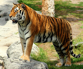 Image showing Tiger