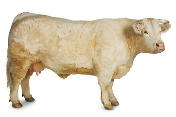 Image showing cow, ox and bull