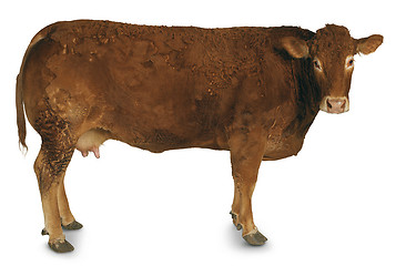 Image showing cow, ox and bull